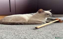 British Shorthair cats for sale: Lilac colourpoint BSH GCCF boy - ready to leave  - Image 4