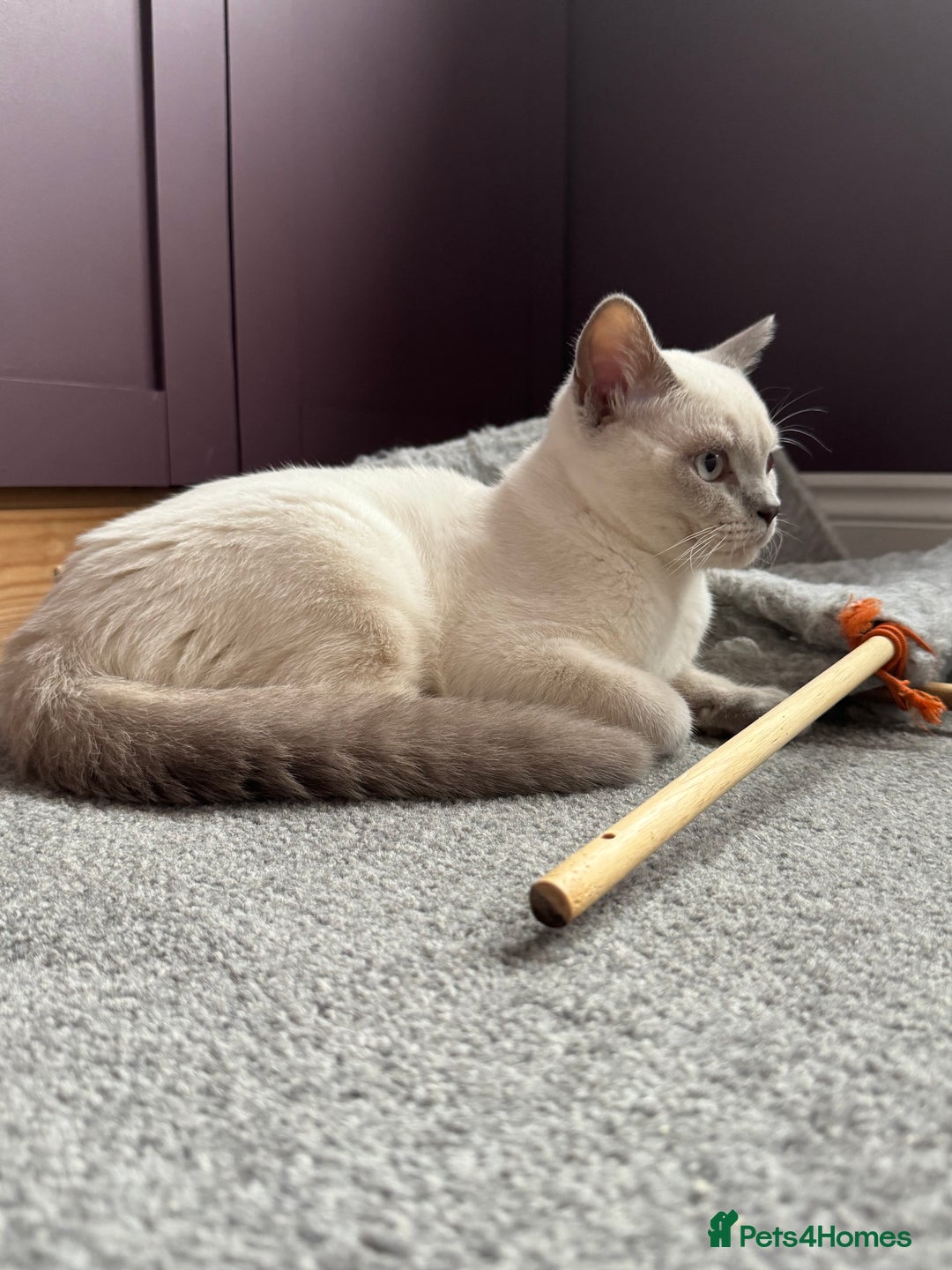 British Shorthair cats for sale: Lilac colourpoint BSH GCCF boy - ready to leave  - Image 4