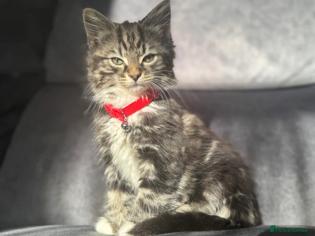 British Longhair cats for sale: Beautiful fluffy boy kitten - Advert 3