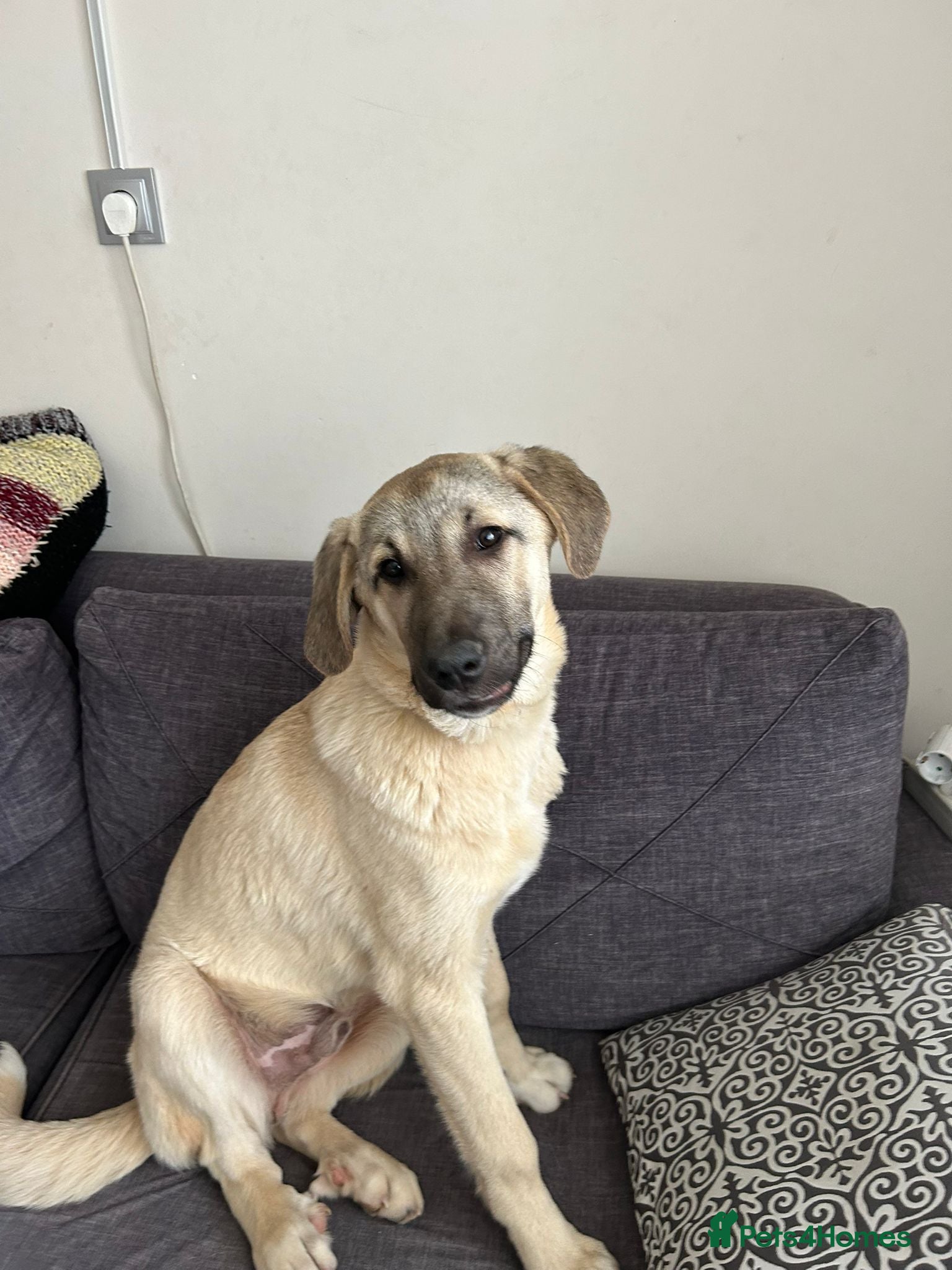 Anatolian Shepherd dogs Toby – 7 Months Old Loving Anatolian Shepherd  - Advert 2