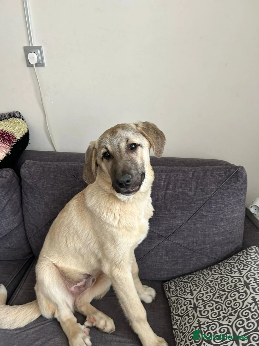 Anatolian Shepherd dogs for adoption: Toby – 7 Months Old Loving Anatolian Shepherd  - Advert 1