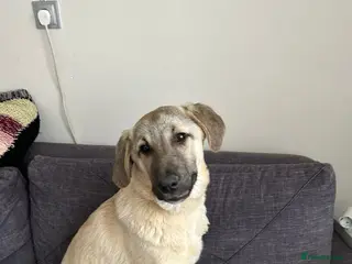 Anatolian Shepherd dogs Toby – 7 Months Old Loving Anatolian Shepherd - Advert 2