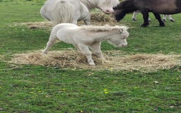 Shetland pony horses for sale: Registered cremello Shetland colt  - Image 2