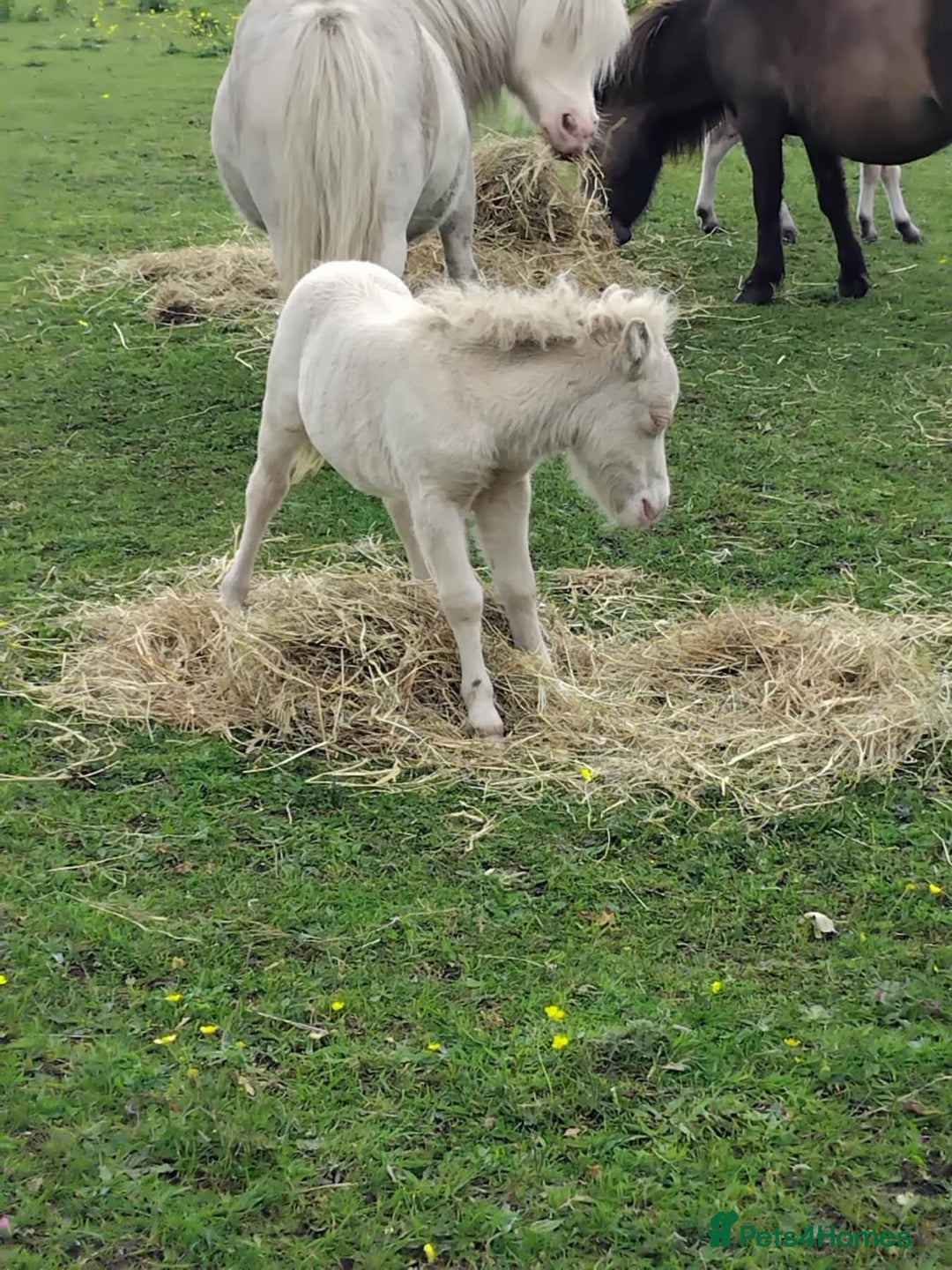Shetland pony horses for sale: Registered cremello Shetland colt  - Image 2