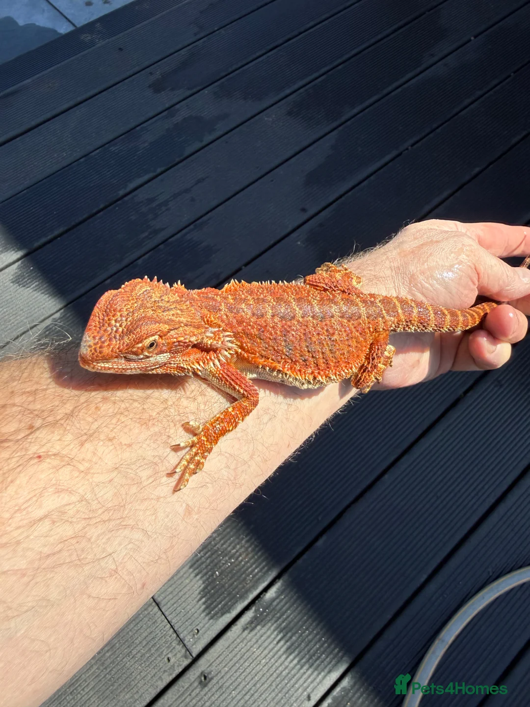 Bearded Dragon reptiles for sale: Bearded Dragon juvenile Male - Advert 1