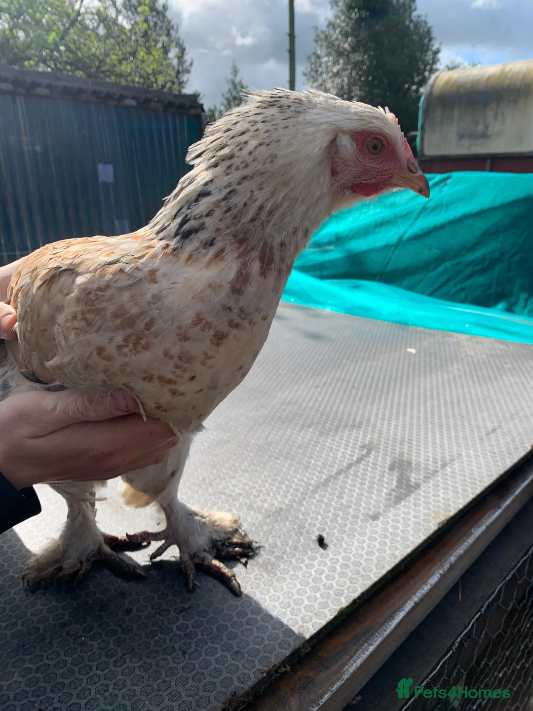Chickens poultry for sale: Salmon Faverolle Mix Chickens, 3 Hens, 1 Rooster - Advert 2