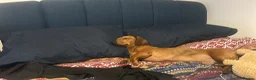 Dachshund dogs for sale: Vinnie  - Advert 6