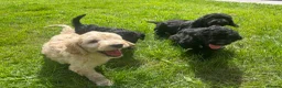 Goldendoodle dogs for sale: Beautiful Goldendoodles - Advert 8