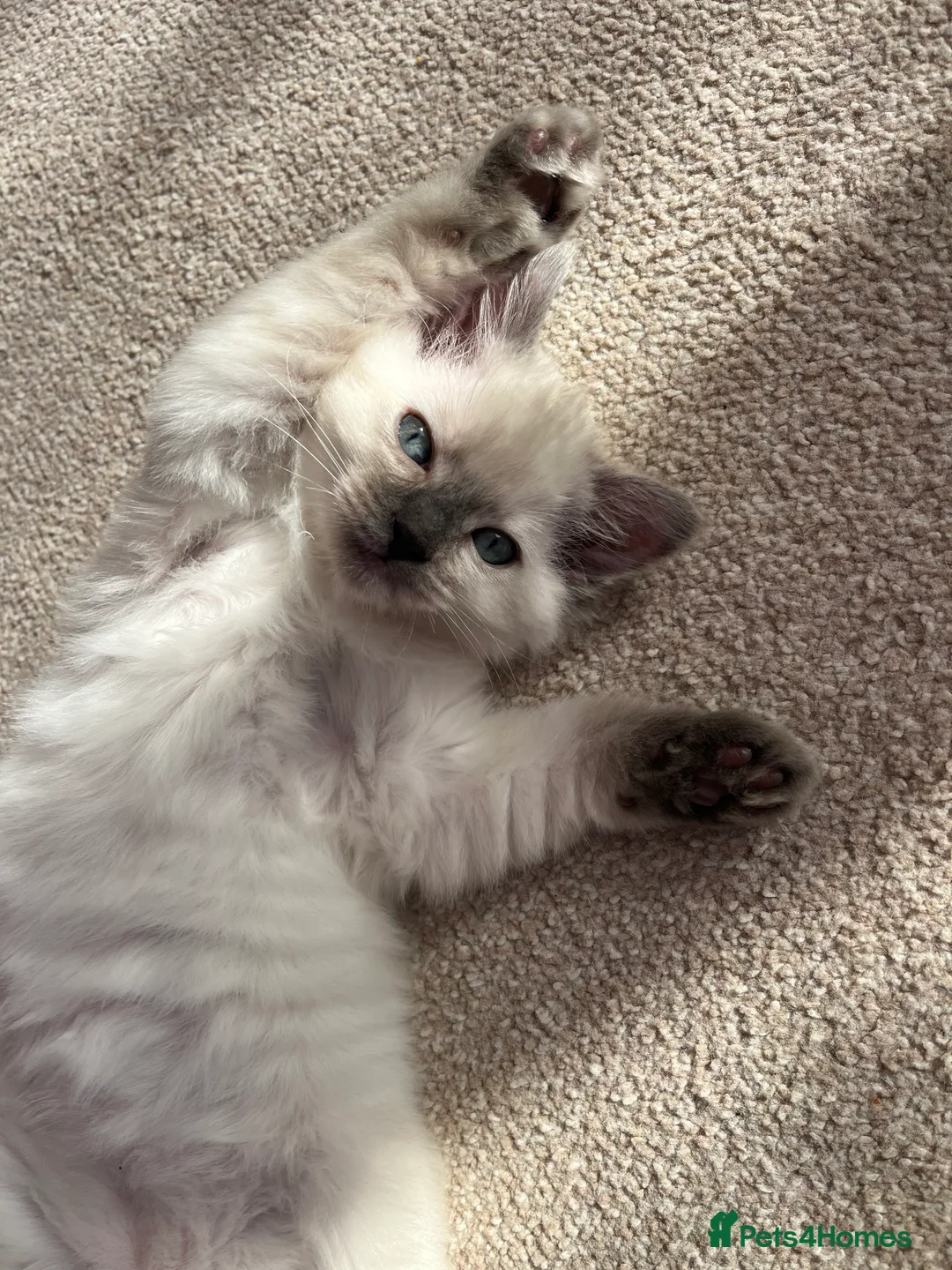 Ragdoll cats for sale: Adorable Ragdoll kittens looking for loving homes - Advert 2