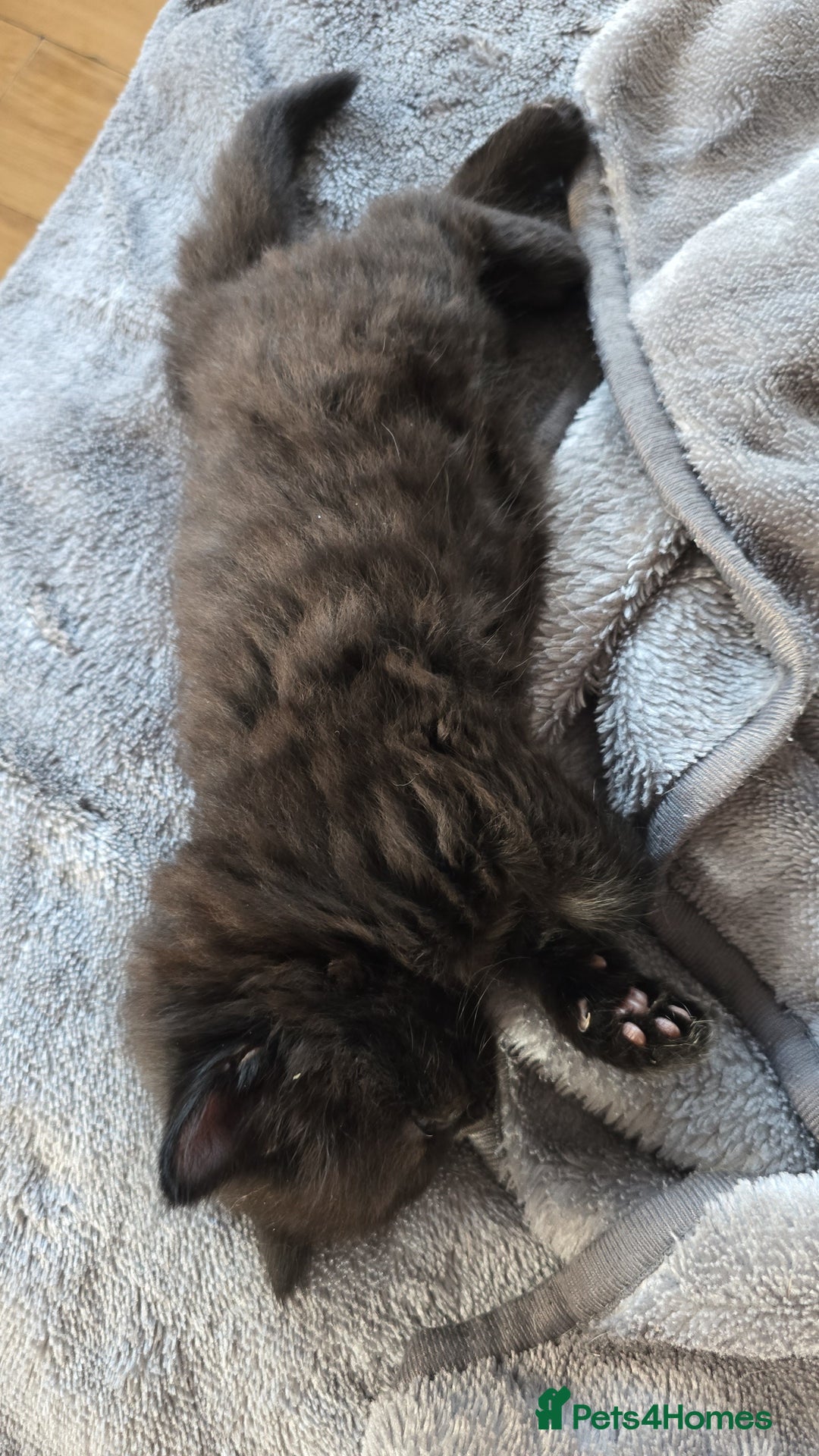 Mixed Breed cats for sale: Cross british short hair kittens in Rainham - Image 10