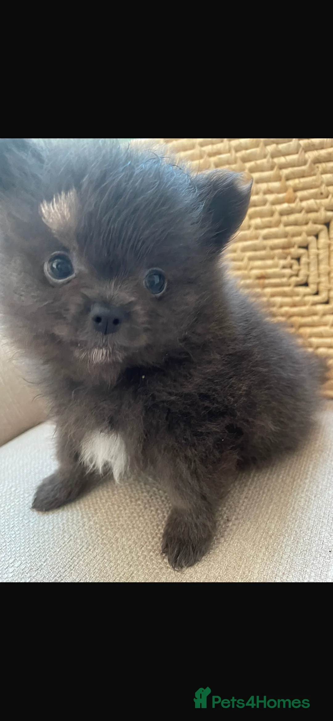 Pomchi dogs for sale: Pomchi - Advert 1