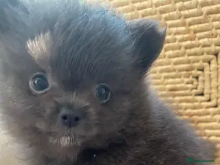 Pomchi dogs Pomchi - Advert 1