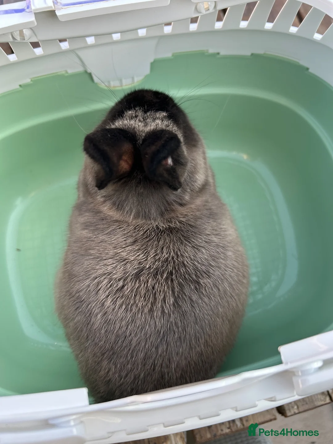 Netherland Dwarf rabbits for sale: Purebred netherland dwarf buck in Birmingham - Advert 11