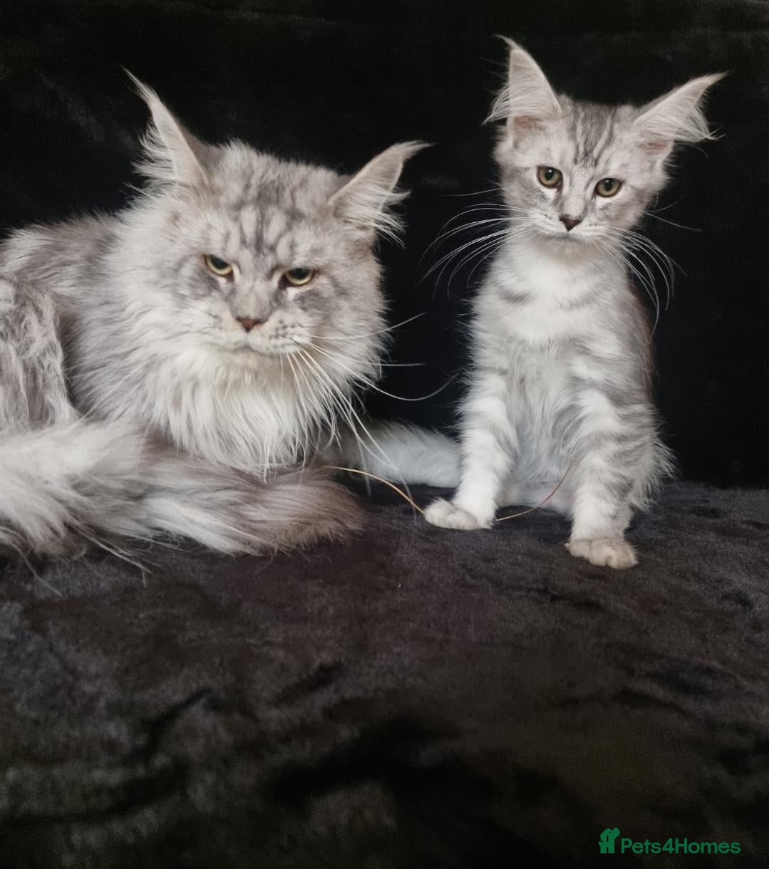 Maine Coon cats Tica Reg Maine Coone Last Male Ready - Advert 1