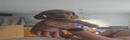 Dachshund dogs for sale: 5 Dachshund puppies  in Horley - Advert 13