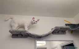 Domestic Shorthair cats for sale: Heartbreaking Rehome-18 month old Pure White Cat x - Image 24