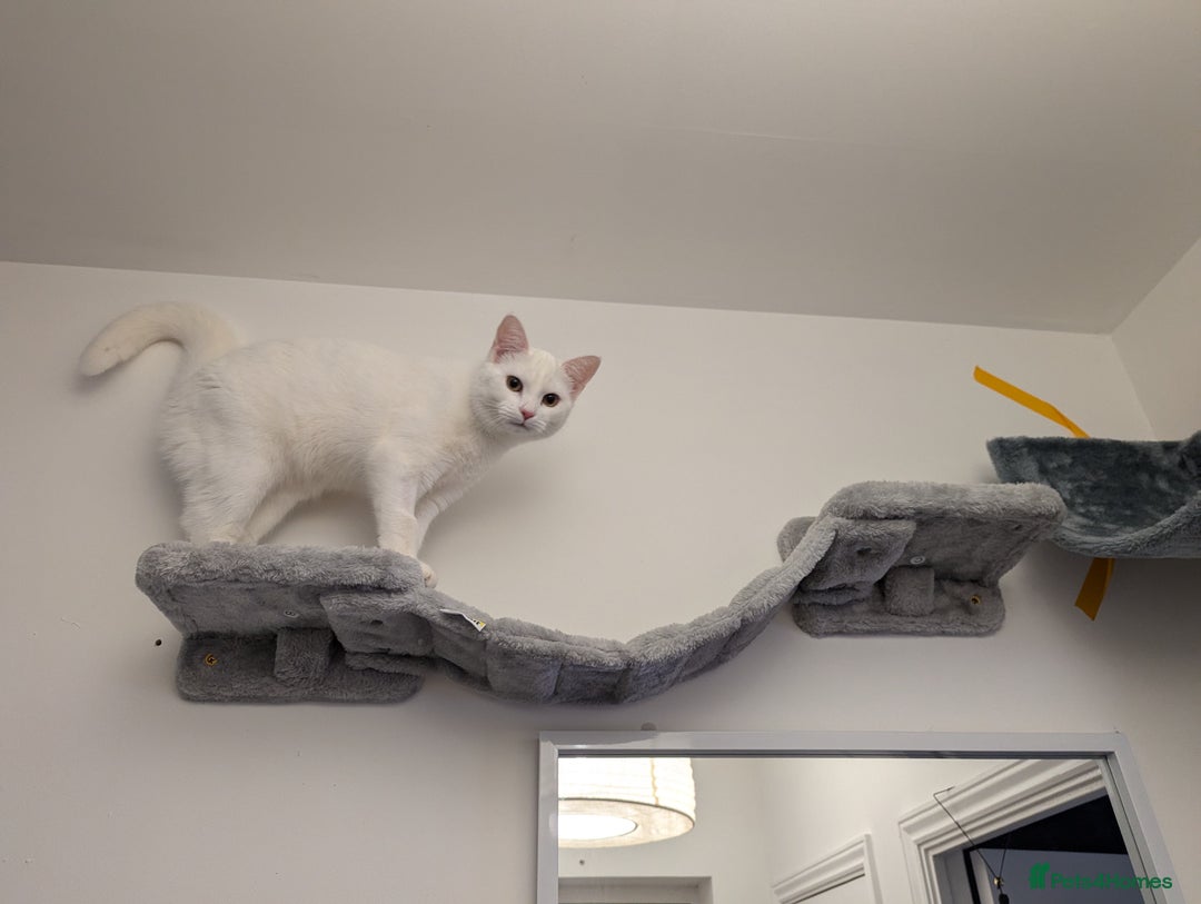 Domestic Shorthair cats for sale: Heartbreaking Rehome-18 month old Pure White Cat x - Image 24
