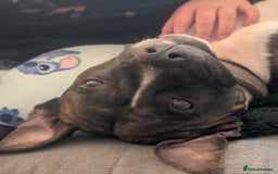 American Bull Staffy dogs for stud: For Stud - Image 10