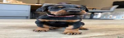 Dobermann dogs for sale: OUTSTANDING FULL EUROPEAN DOBERMAN - Advert 17