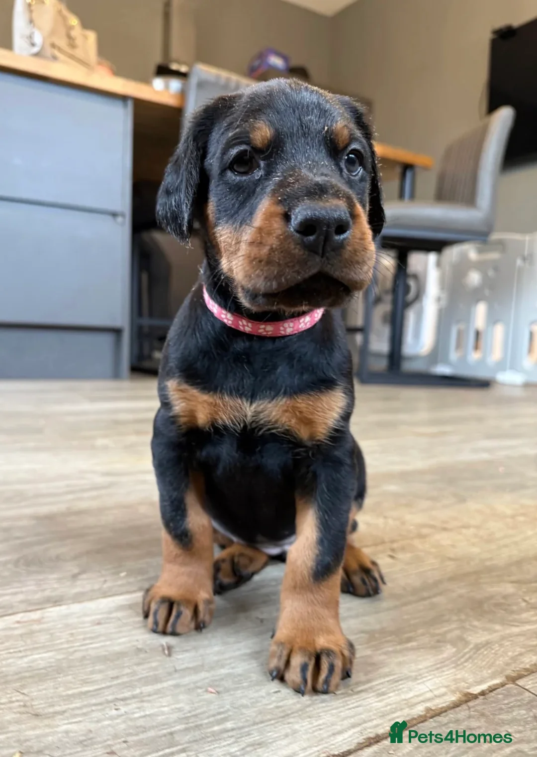 Dobermann dogs for sale: OUTSTANDING FULL EUROPEAN DOBERMAN - Advert 17