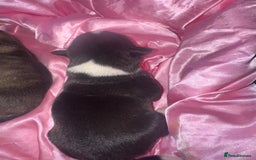 Mixed Breed dogs for sale: Stuffy puppies for sale  - Image 10
