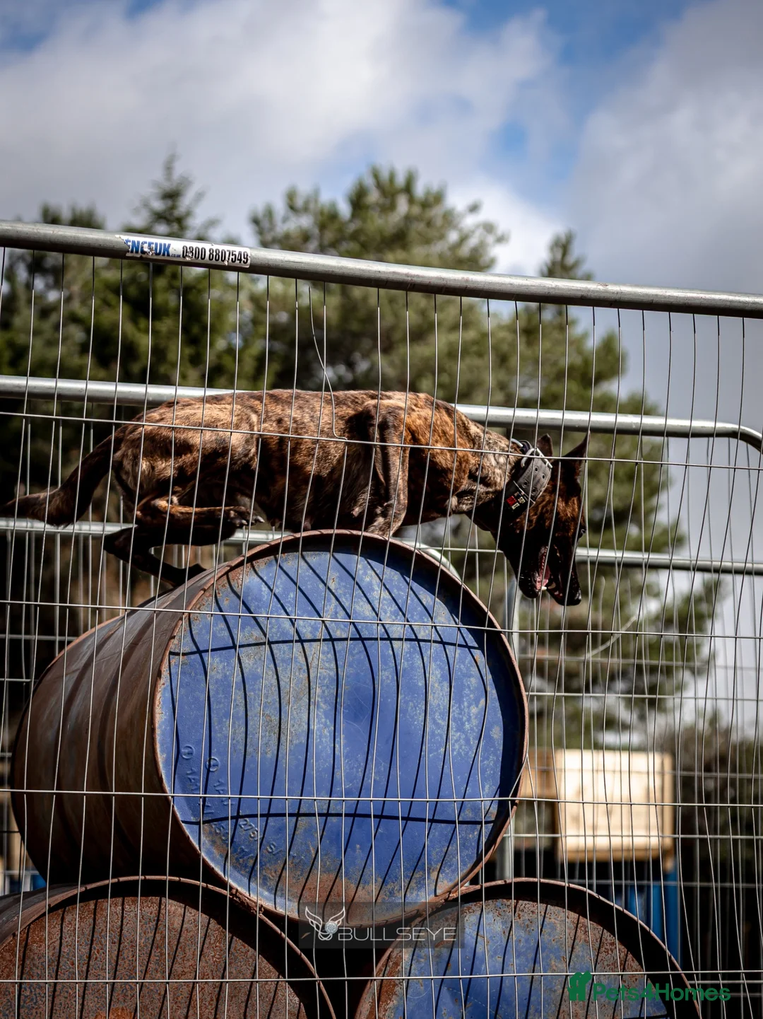 Belgian Shepherd Dog dogs for sale: Dutch Herder puppies in Bargoed - Advert 1