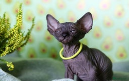 Sphynx cats for sale: Bloodline Sphynx Kittens  - Image 32