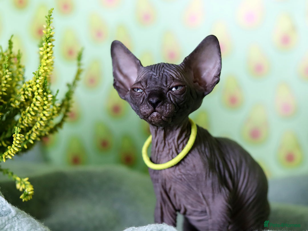 Sphynx cats for sale: Bloodline Sphynx Kittens  - Image 32