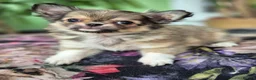 Chihuahua dogs for sale: Amazing Tiny Longcoat Chihuahua Puppies - Advert 4