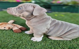 American Bully dogs for sale: Pocket bully  - Image 7