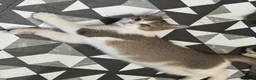 British Shorthair cats for sale: Full Pedigree Kittens available  - Advert 4