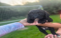 Cockapoo dogs for sale: Cockapoo pups for sale  - Image 13