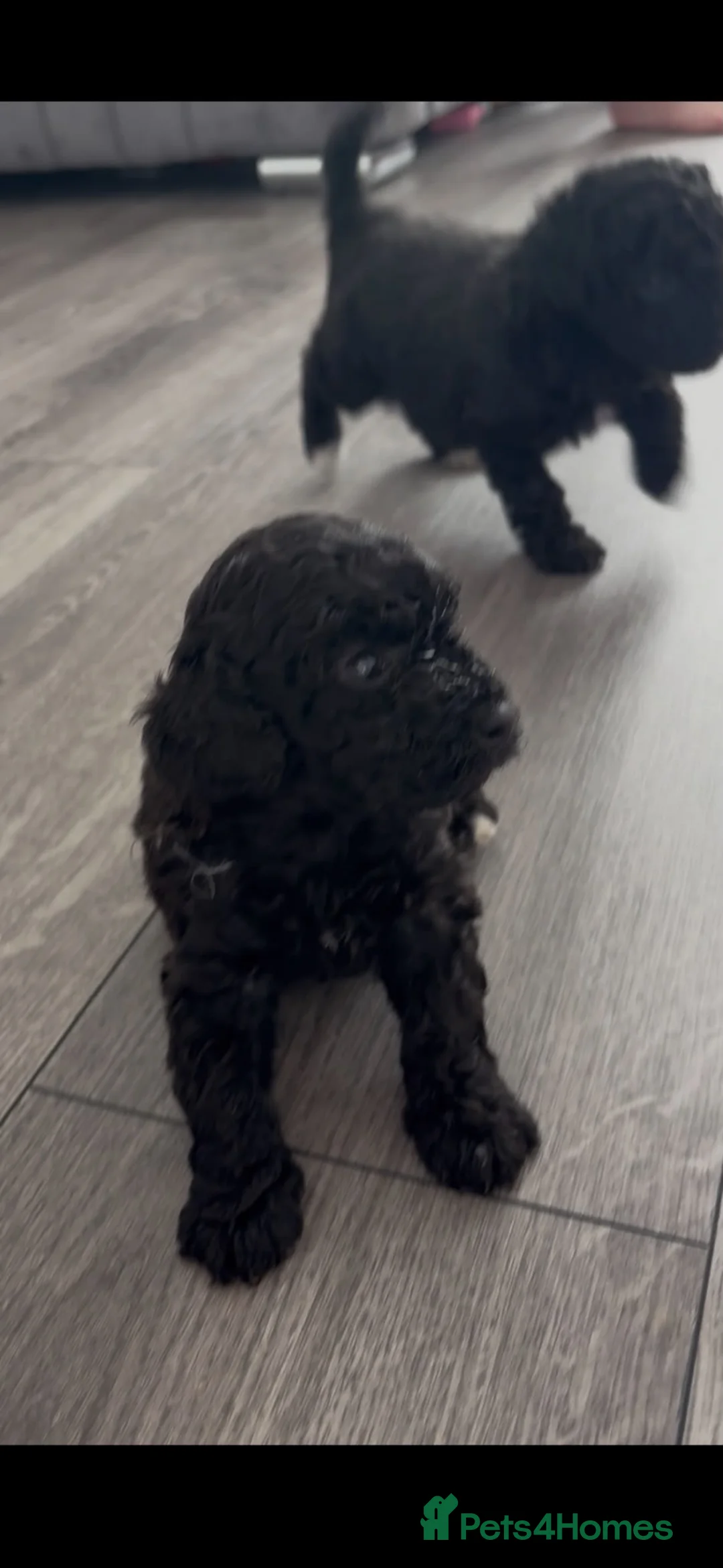 Maltipoo dogs for sale: Gorgeous maltipoo  - Advert 2