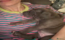 Cane Corso dogs for sale:  Pure breed Cane Corso  Puppies Looking for Homes  - Image 5