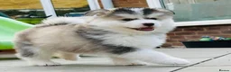 Pomsky dogs for sale: Stunning F3 Pomsky Puppies - Advert 24
