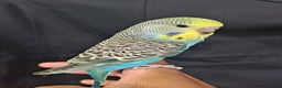 Budgerigars birds for sale: Hand tamed baby budgies for sale  - Advert 11