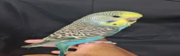 Budgerigars birds for sale: Hand tamed baby budgies for sale  - Advert 2