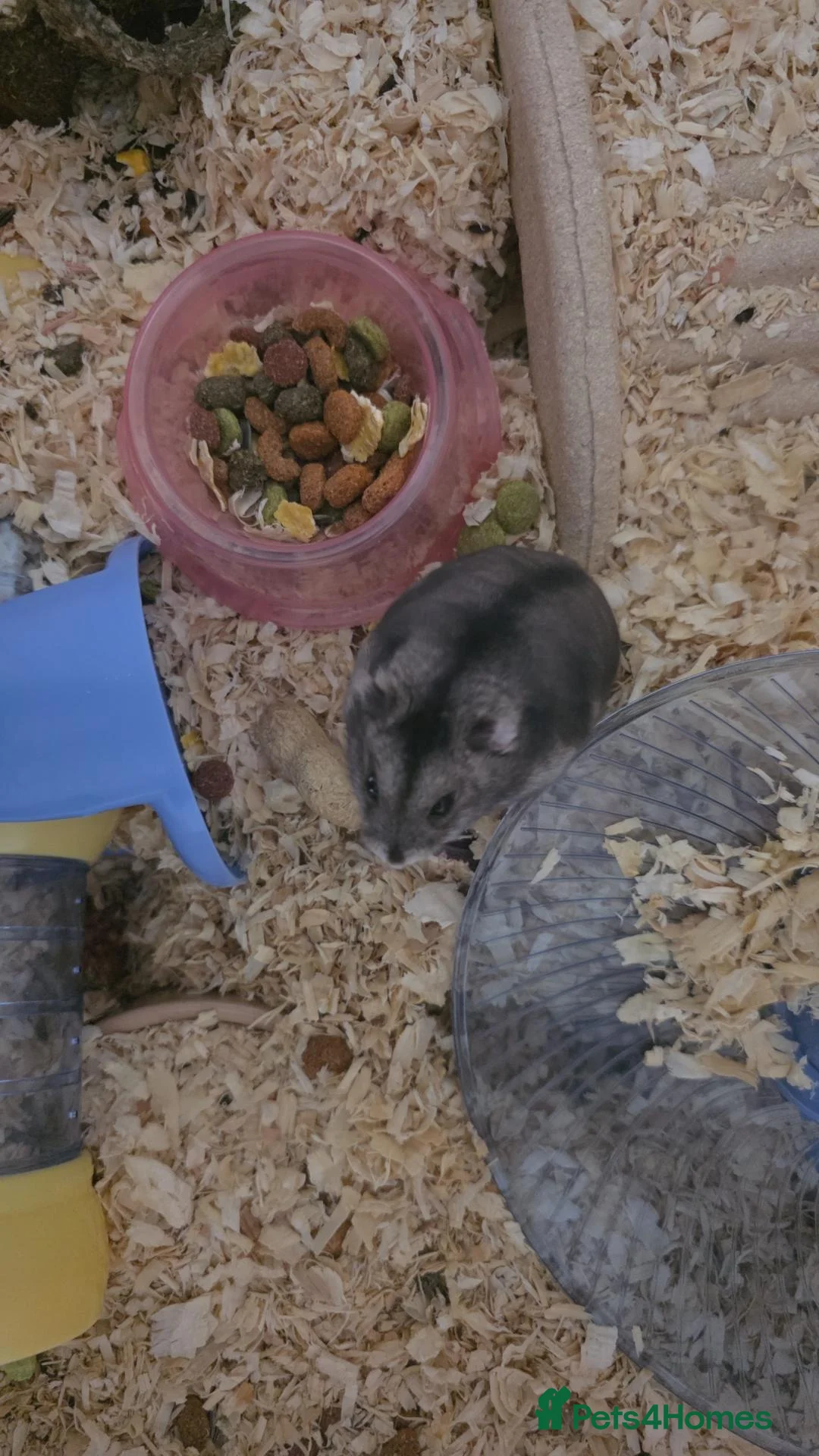 Hamster rodents for sale: Male Russian dwarf hamster in Oldham - Advert 3