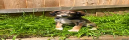 Saluki dogs for sale: Beautiful Saluki pups from champion lines - Advert 26