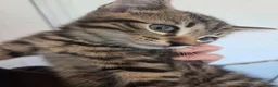Mixed Breed cats for sale: Kittens for sale blackpool  - Advert 13