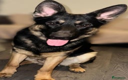 German Shepherd dogs for sale: KC registered German Shepherd puppies  - Image 13