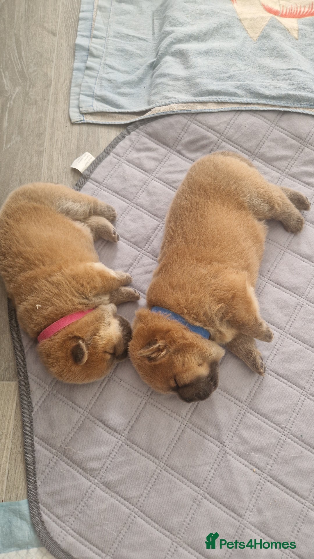 Chow Chow dogs for sale: Chow chow puppies - Image 5