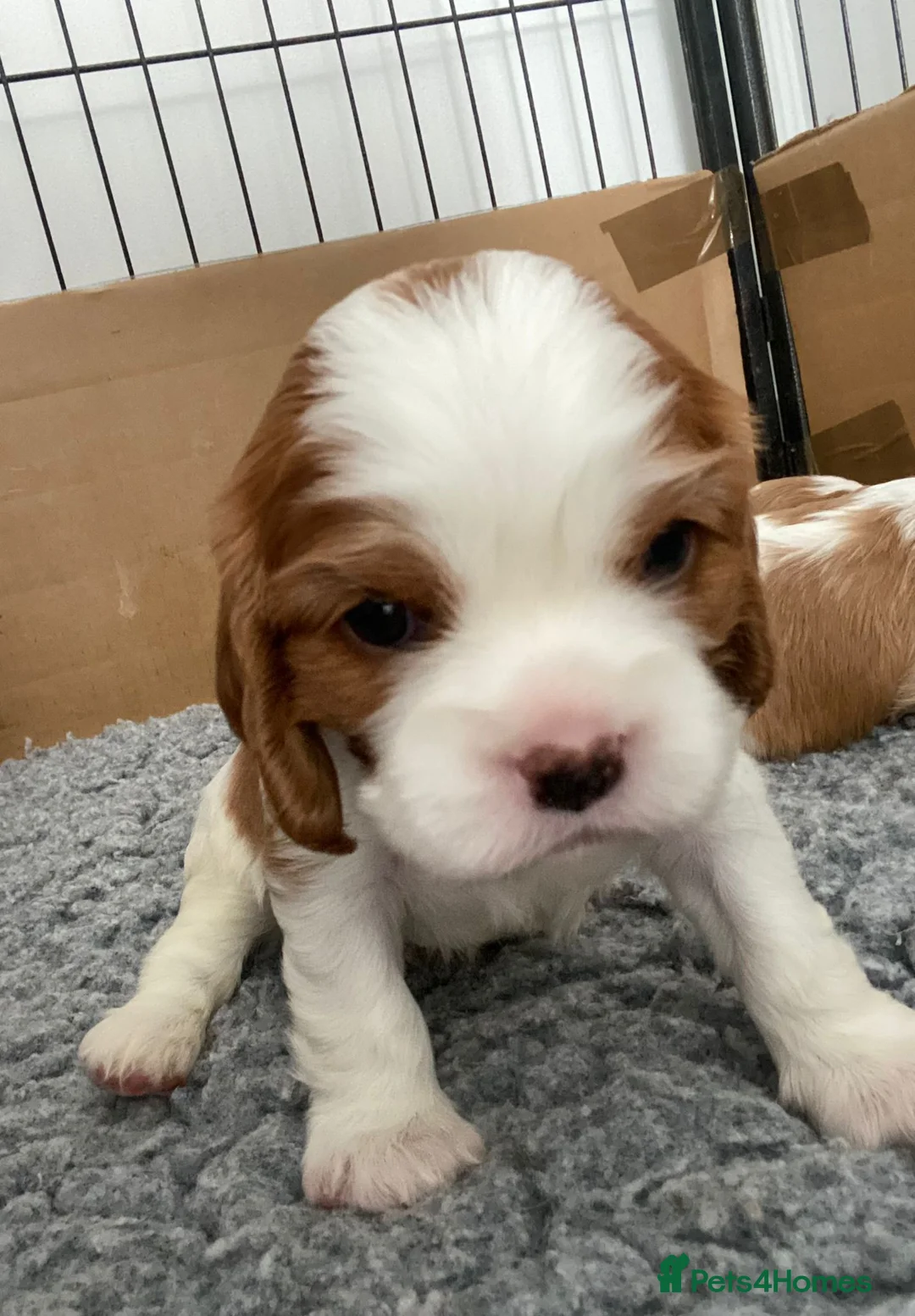 Cavalier King Charles Spaniel dogs for stud: KC Reg Cavalier King Charles Spaniel for Stud in Eastbourne - Advert 19
