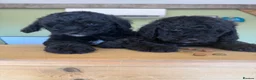 Mini Goldendoodle dogs for sale: Ready to leave Mini Goldendoodles - Advert 13