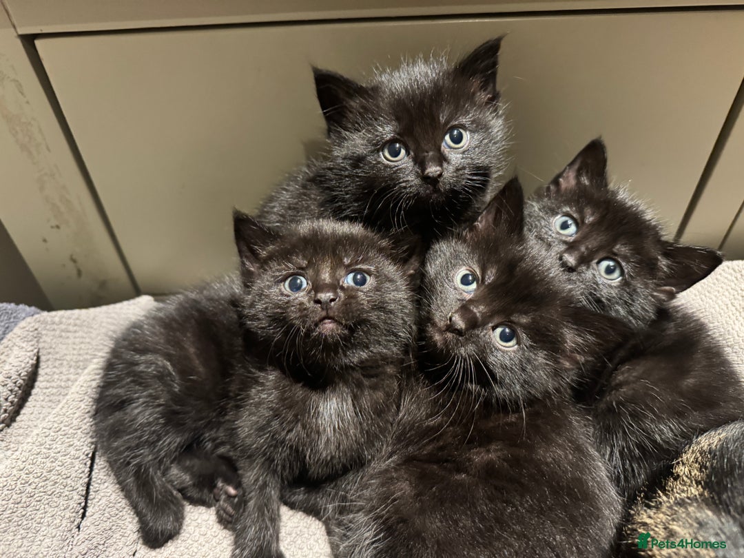 Mixed Breed cats for sale: 4 Black kittens - Advert 1