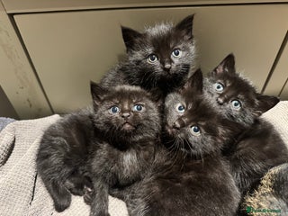 Mixed Breed cats 4 Black kittens - Advert 9