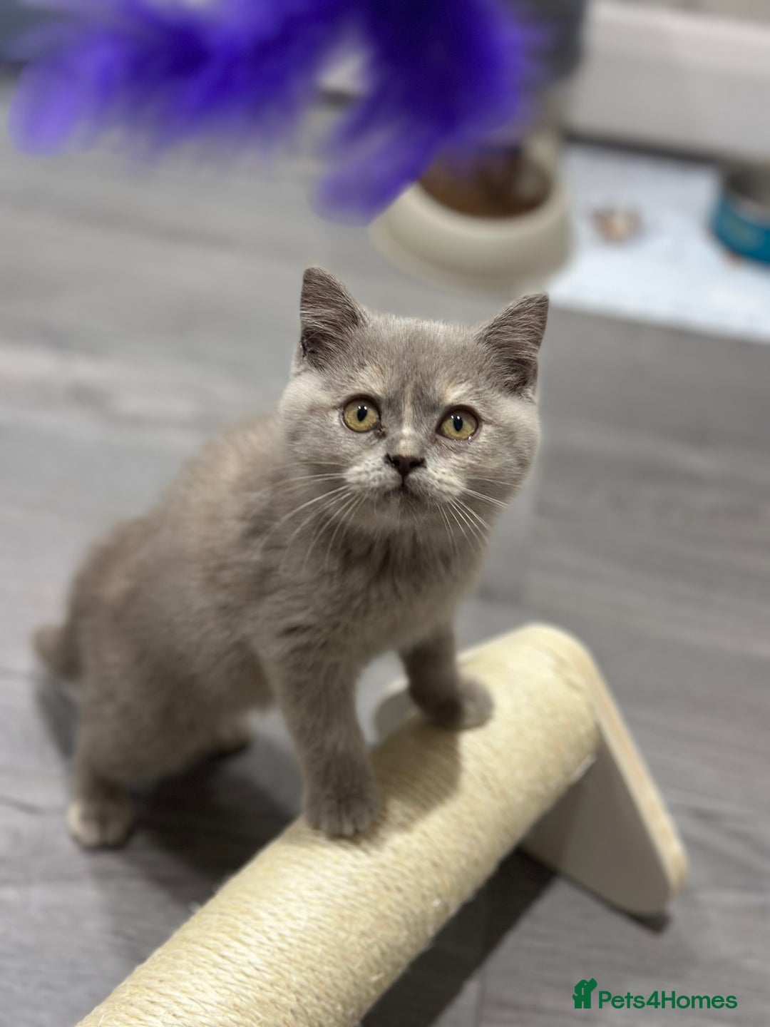 British Shorthair cats for sale: 🌈Choc Lilac Fawn Tortie Full Pedigree Brit BSH😍 - Image 32