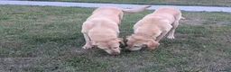 Labrador Retriever dogs for sale: Dolly&Patsy❤️ KC Reg Labs Looking for Forever Home - Advert 3