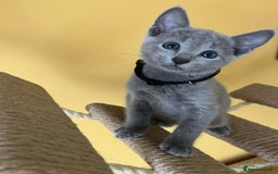 Russian Blue cats for sale: TICA REGISTERED Pure Breed Russian Blue Kittens - Image 13