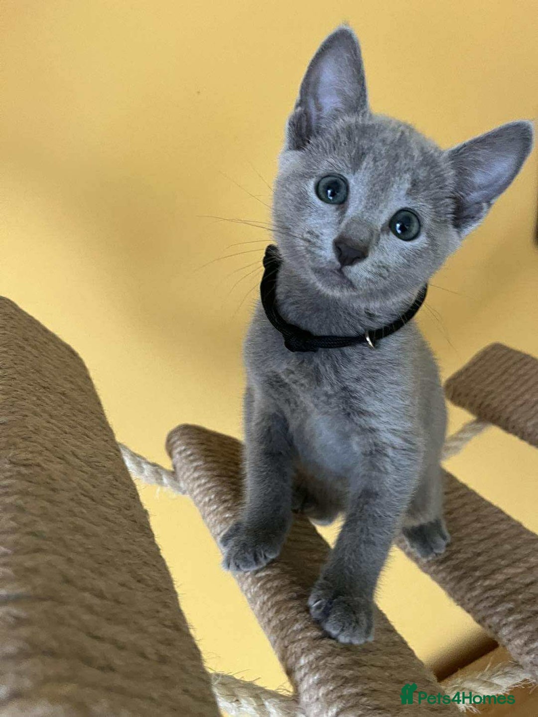 Russian Blue cats for sale: TICA REGISTERED Pure Breed Russian Blue Kittens - Image 13